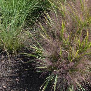 Eragrostis spectabilis 