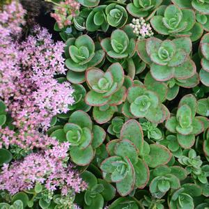Sedum Lime Zinger