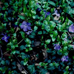 Vinca minor Bowles Mauve