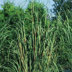 Erianthus ravennae 