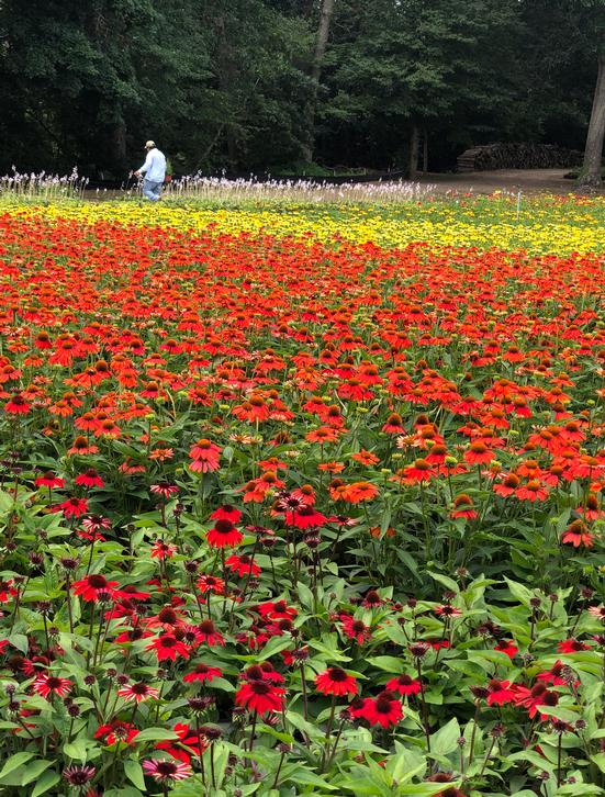 About The Plant Group, Inc. About The Plant Group, Inc.